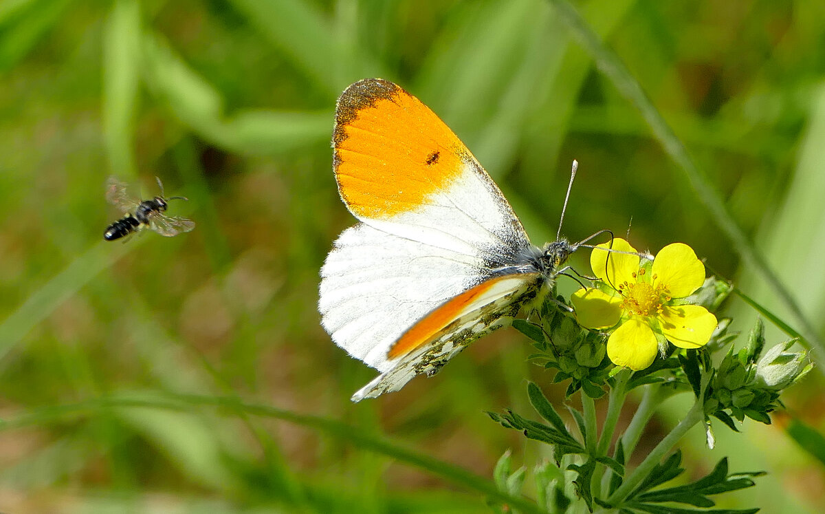 из снятого сегодня 5 - Александр Прокудин из снятого сегодня 5 - Александр Прокудин