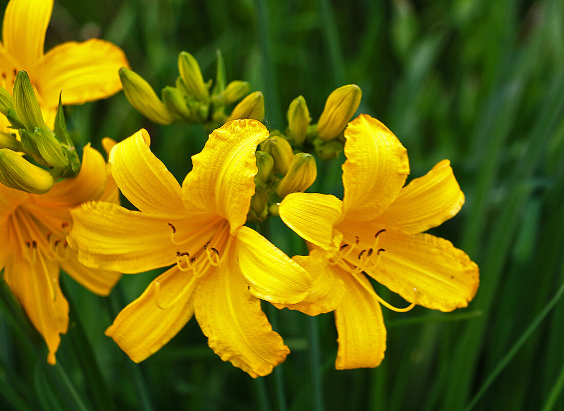 Солнечные - Светлана 