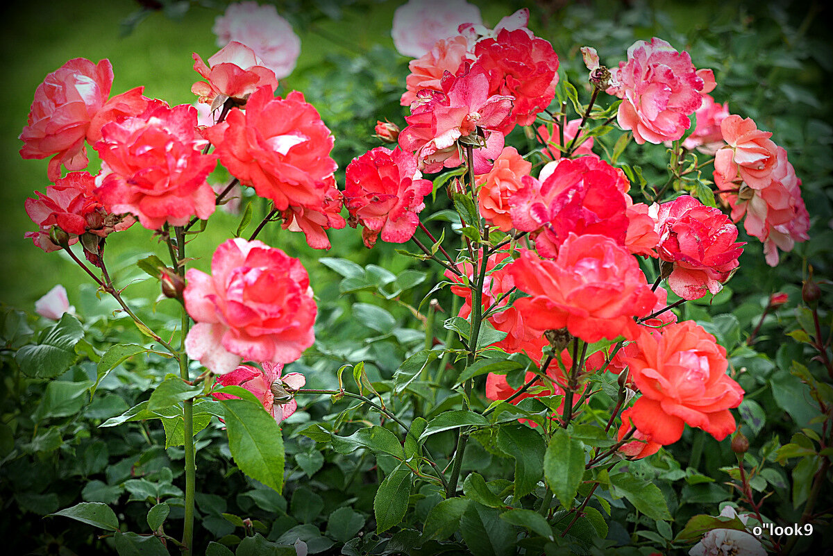 они на радость нам даны - Олег Лукьянов они на радость нам даны - Олег Лукьянов