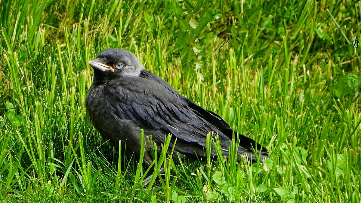 Слёток галки. - Милешкин Владимир Алексеевич 
