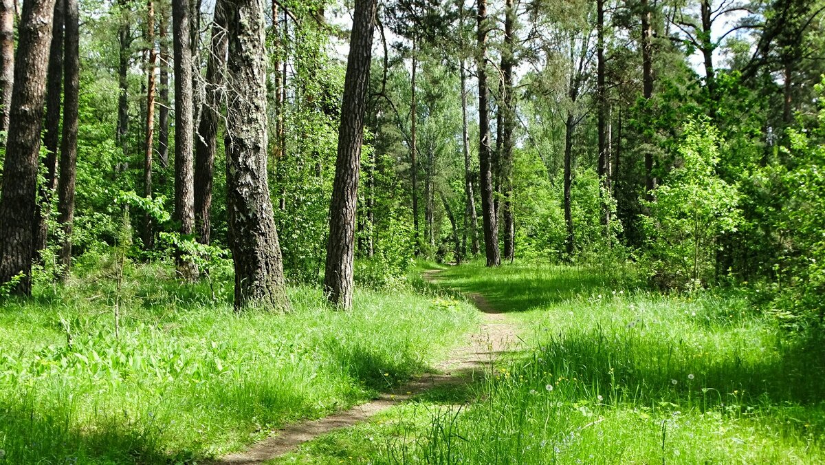 Летний лес. - Милешкин Владимир Алексеевич 