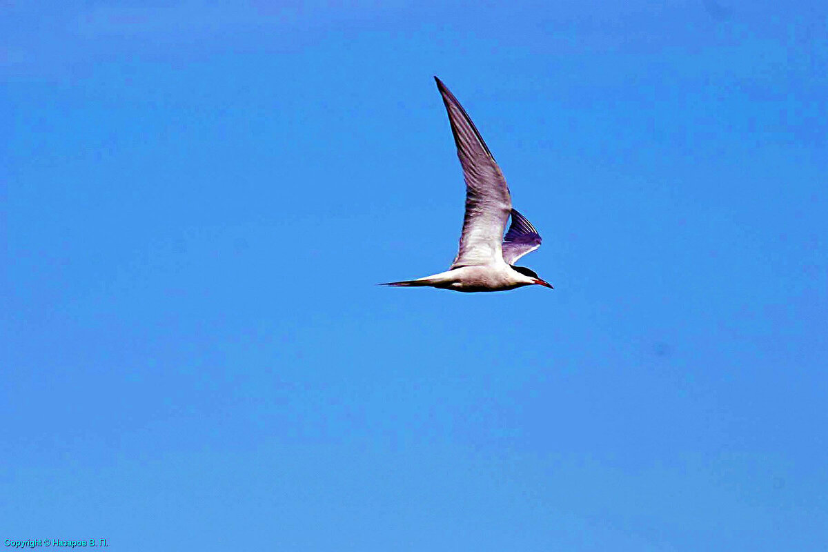 Июль...Крачка в полете1 - Владимир Июль...Крачка в полете1 - Владимир