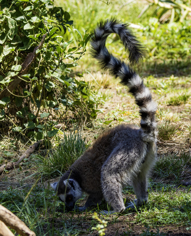 Кошачий лемур. - Alexander Amromin