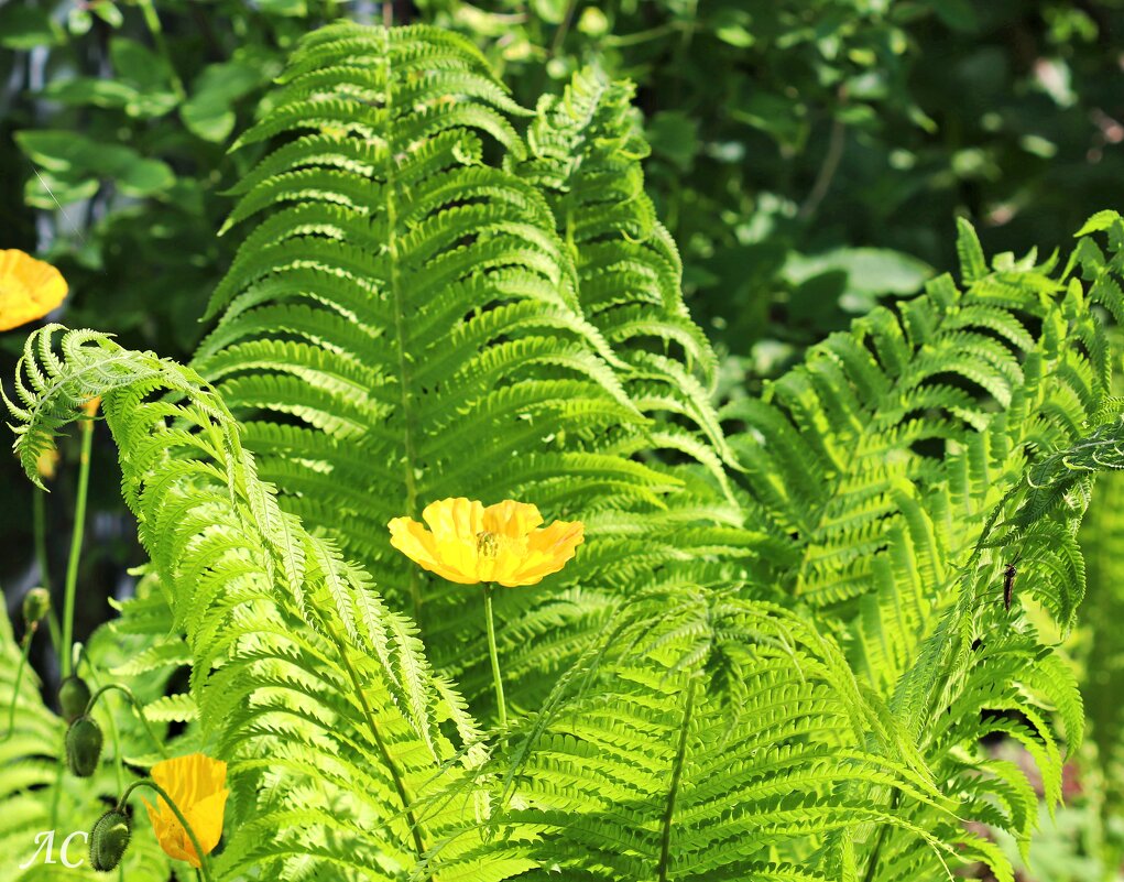 "Цветение" папоротника - Любовь Сахарова "Цветение" папоротника - Любовь Сахарова