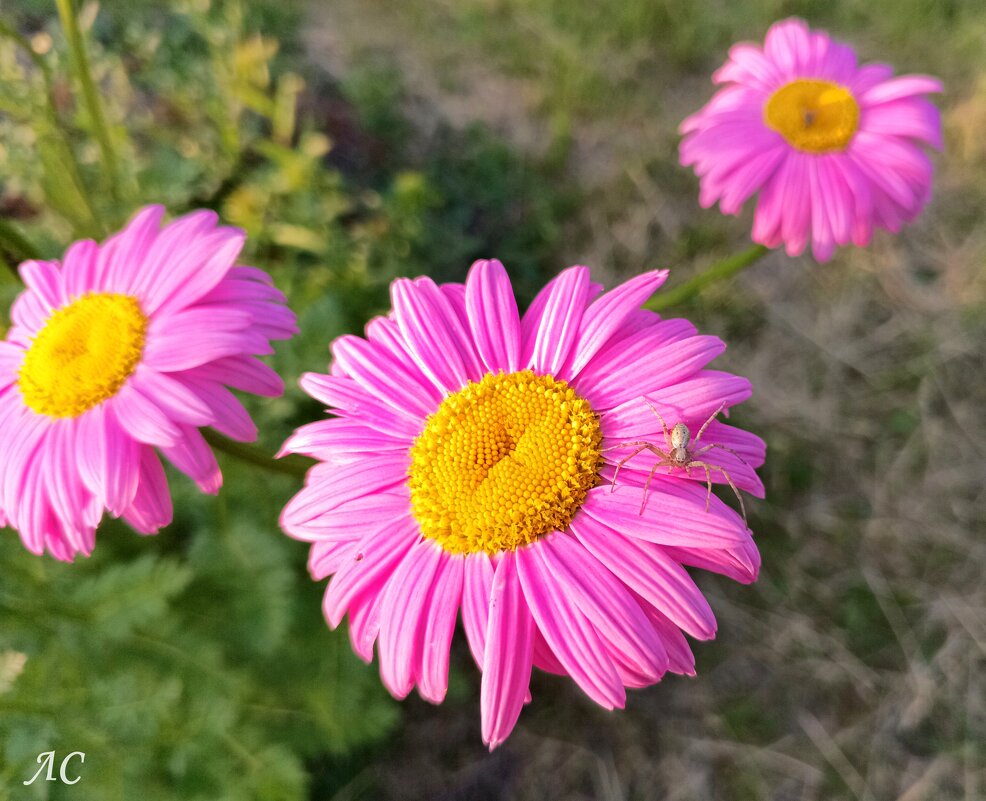 Паукам не чужда красота - Любовь Сахарова Паукам не чужда красота - Любовь Сахарова