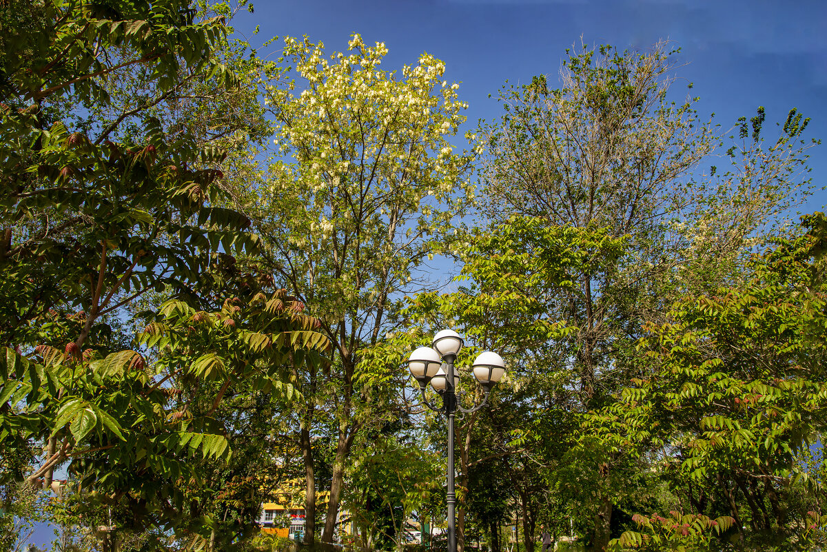 Акация - Анатолий Чикчирный