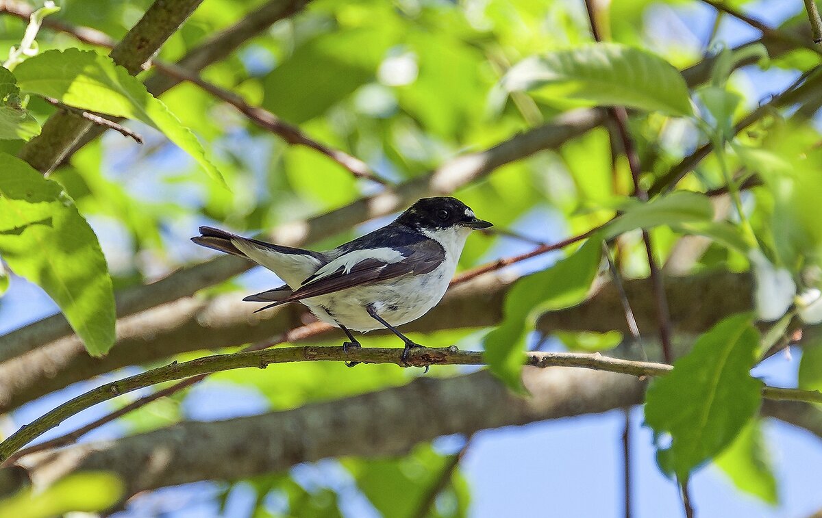 Мухоловка-пеструшка - Валерий Иванович Мухоловка-пеструшка - Валерий Иванович