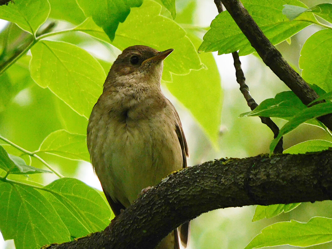 Соловей - Лина Соловей - Лина