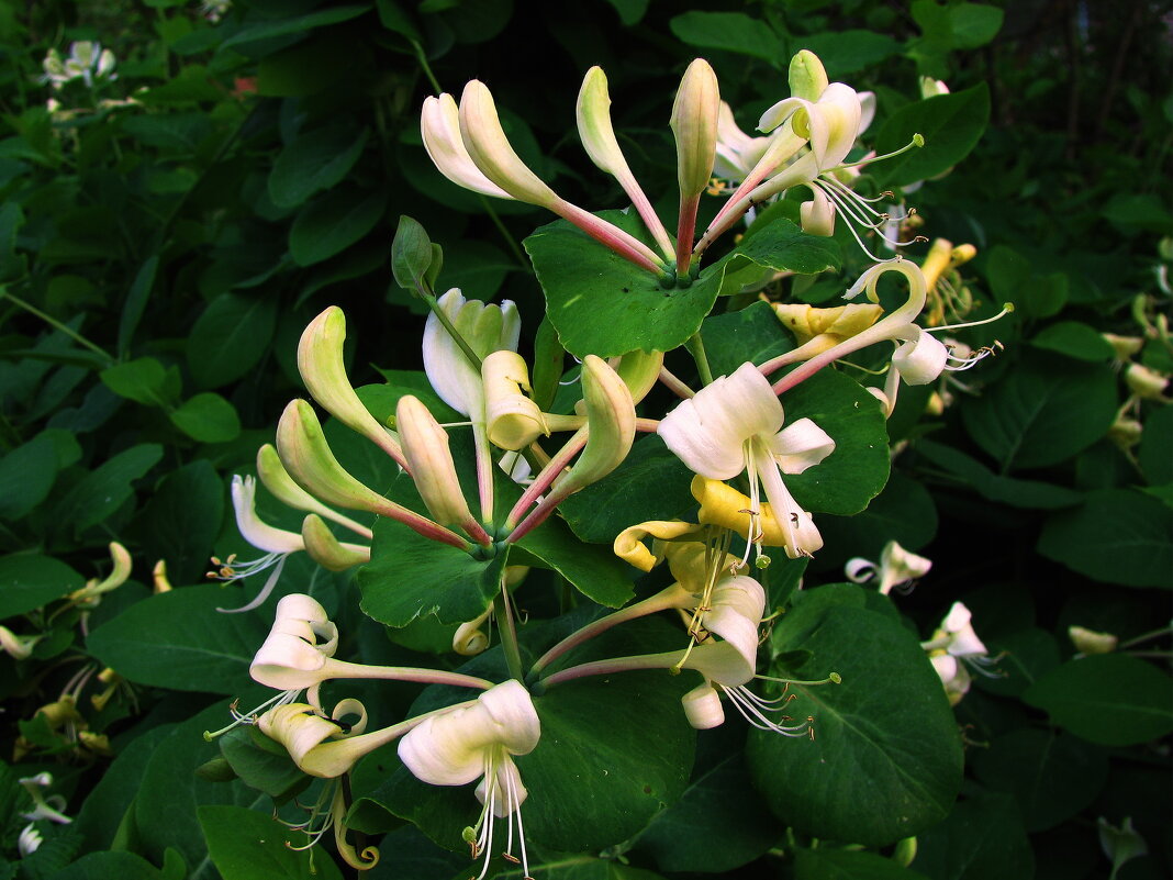 Каприфоль цветёт - Людмила Смородинская
