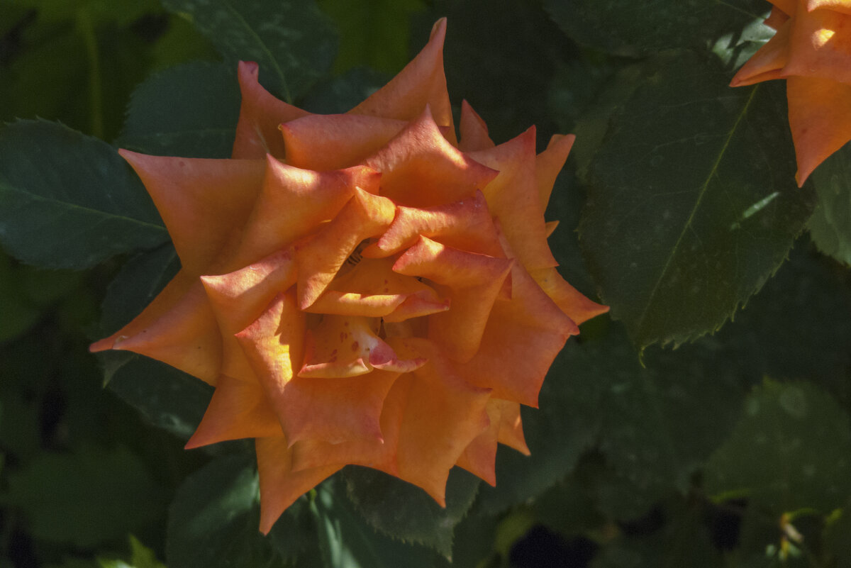 Оранжевая роза,Флорибунда - Валентин Семчишин Оранжевая роза,Флорибунда - Валентин Семчишин