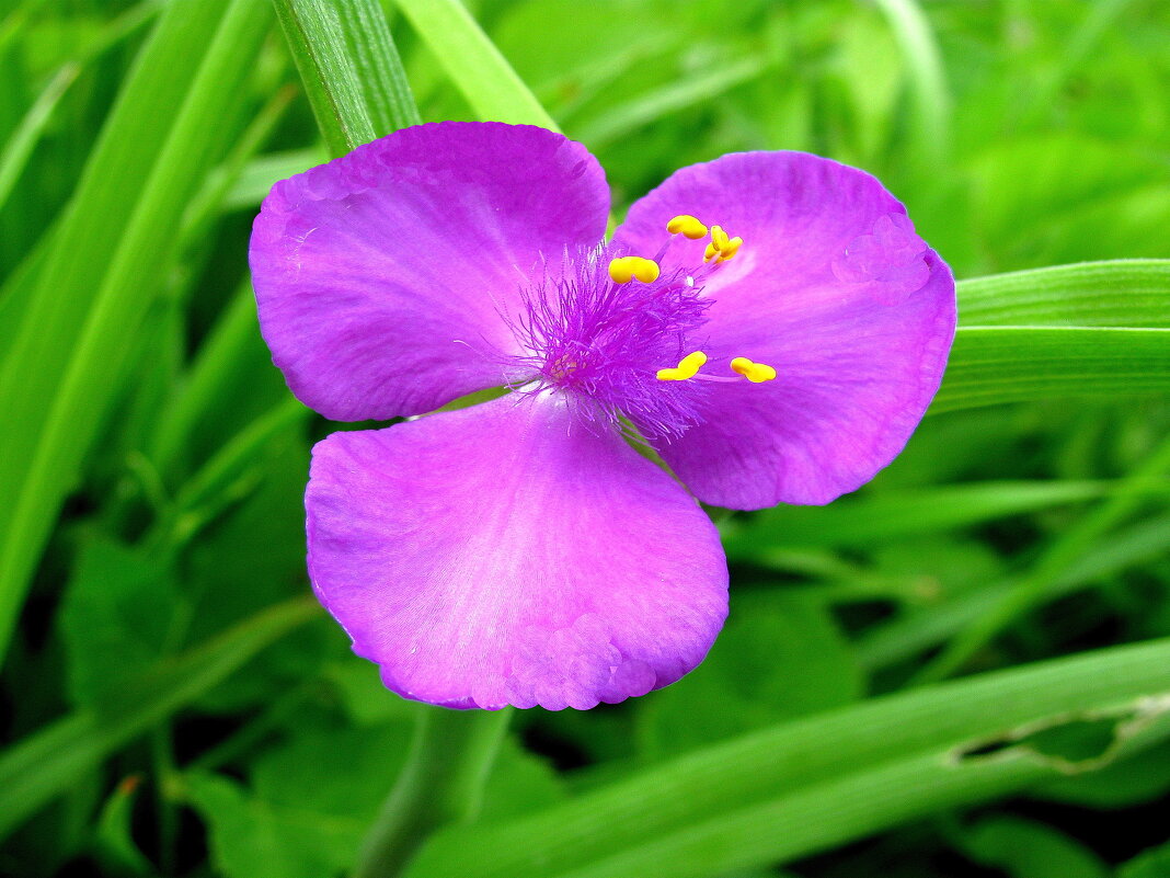 Традесканция - Людмила Смородинская Традесканция - Людмила Смородинская