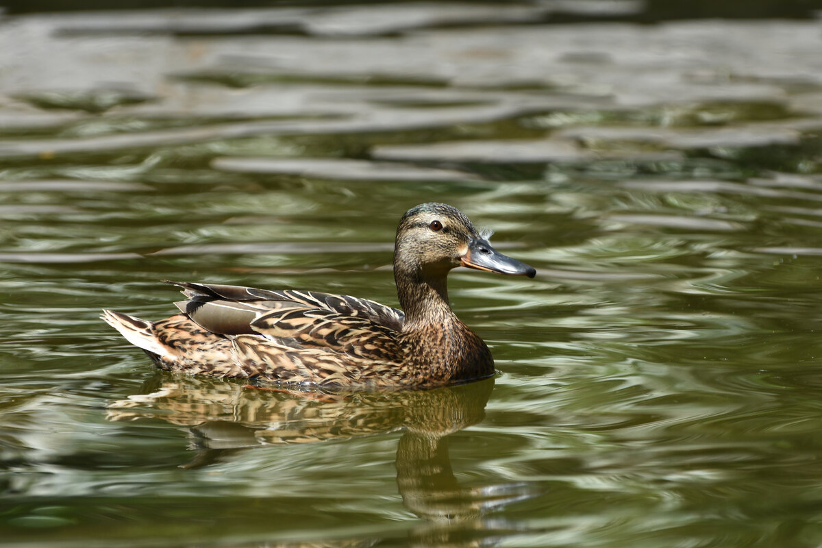 Москва. Весна в Аптекарском... - Наташа ***** Москва. Весна в Аптекарском... - Наташа *****