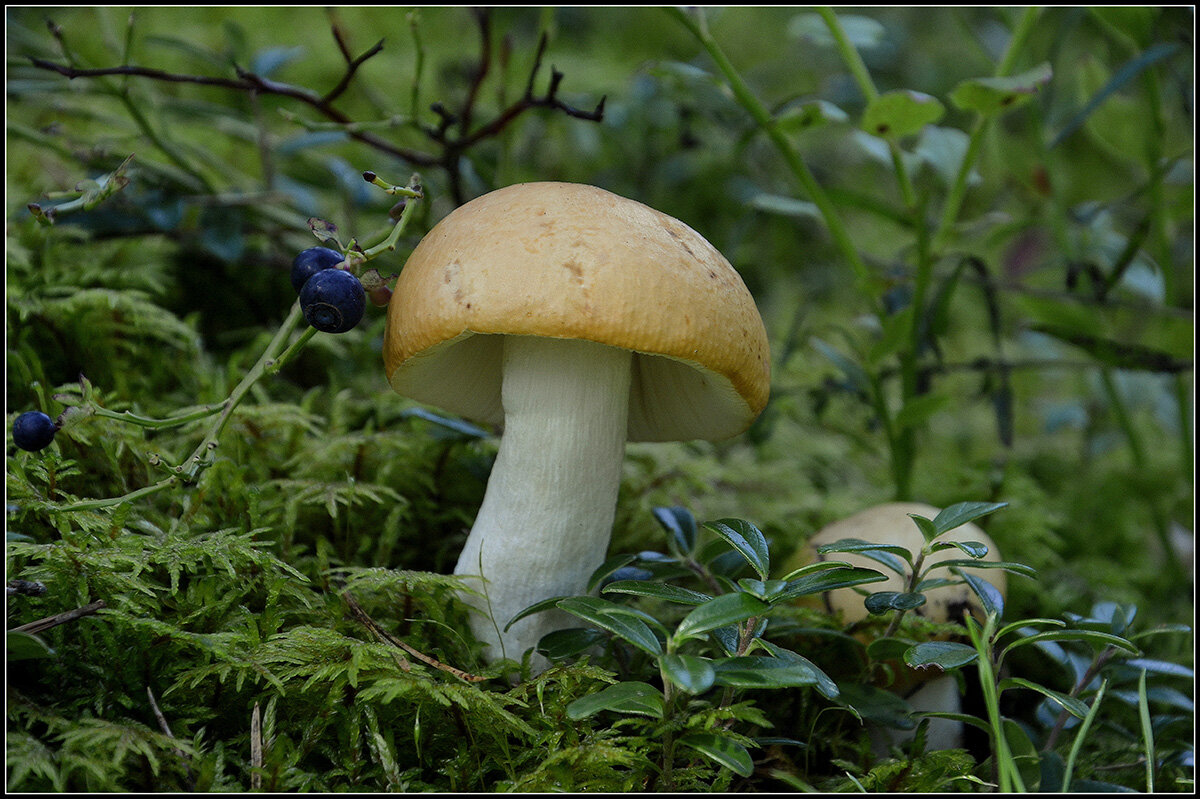 Сыроежка желтая - Aleksandr Gal