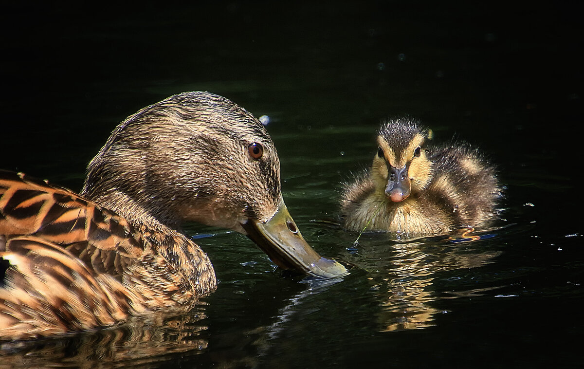 Мать и дитя - Андроник Александр Мать и дитя - Андроник Александр