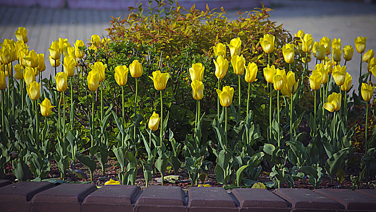 Тюльпаны - Владимир Кроливец Тюльпаны - Владимир Кроливец