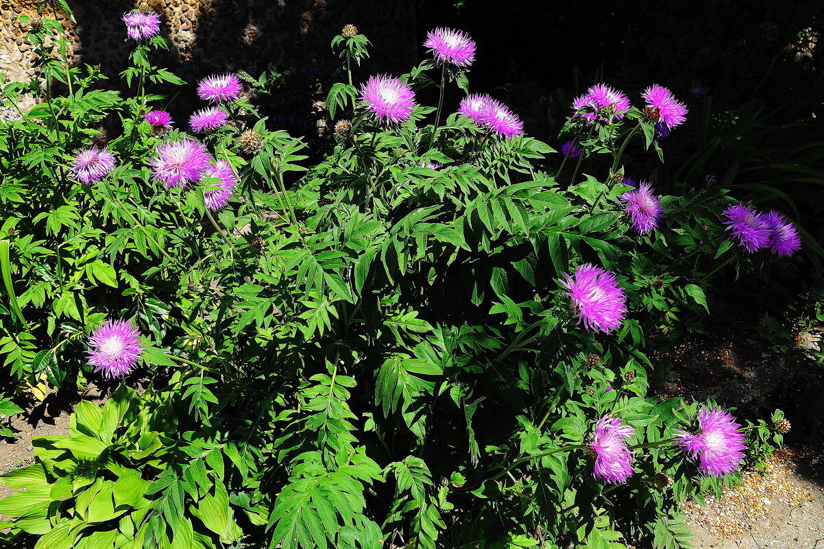 Василек подбеленный - Рита Симонова