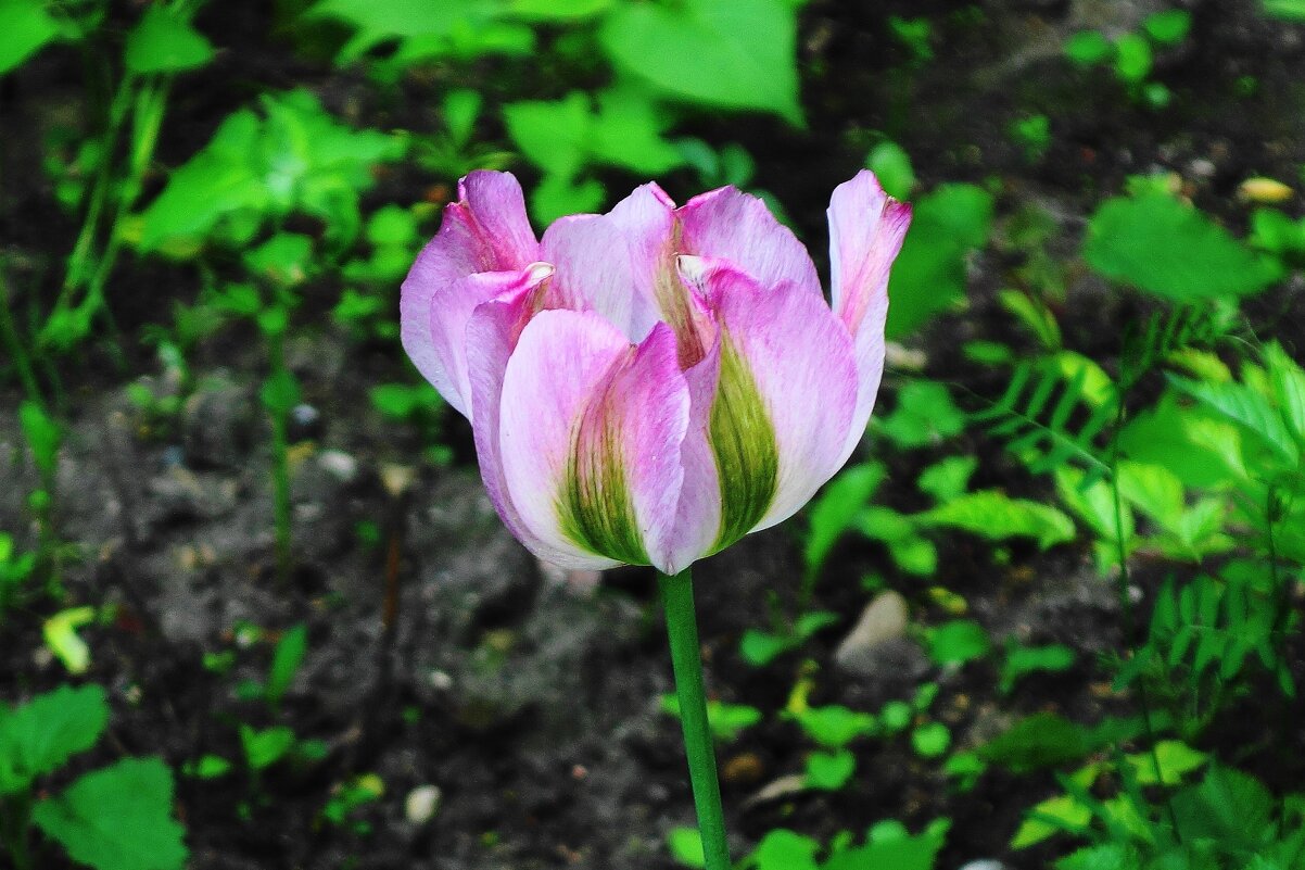 Тюльпан - Рита Симонова