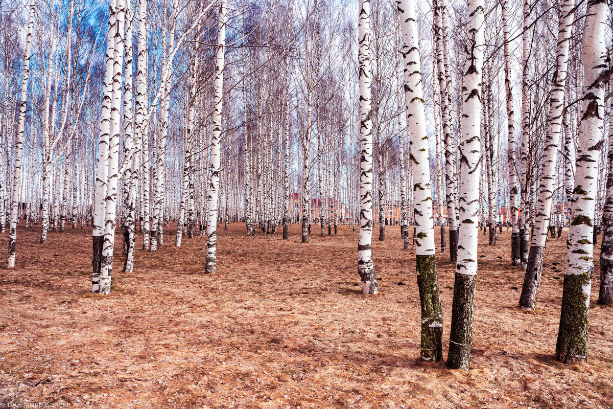 Березы в Комсомольском парке г. Волчанск - Владимир Калеев Березы в Комсомольском парке г. Волчанск - Владимир Калеев
