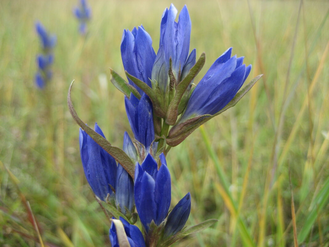 Горечавка - Anna Ivanova