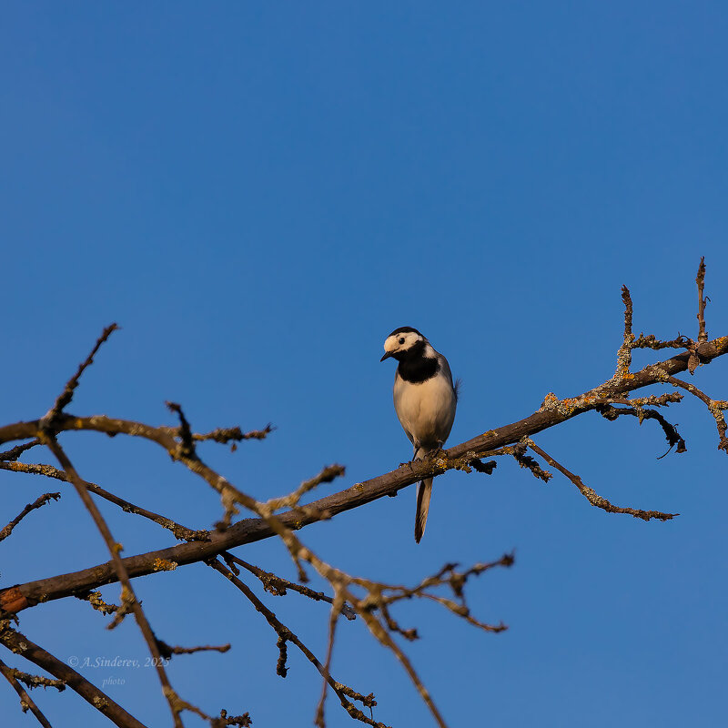 Трясогузка - Александр Синдерёв