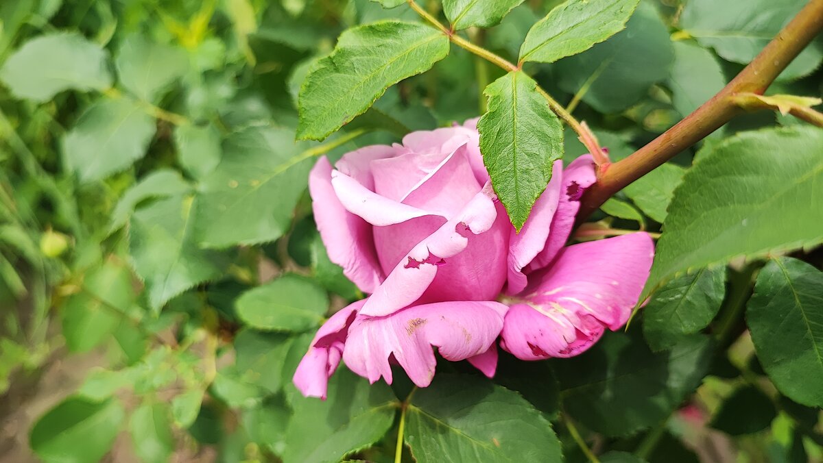 ,,, - Сергей Тимоновский