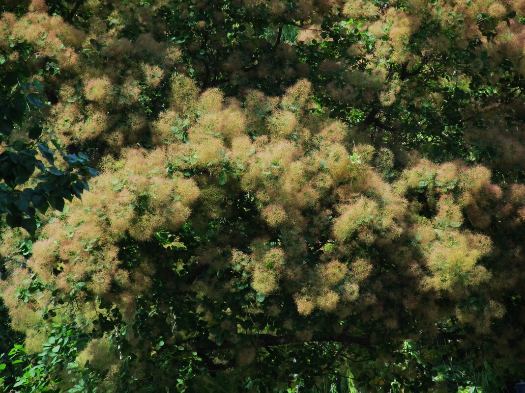 Уже июнь ! - Елена Шаламова