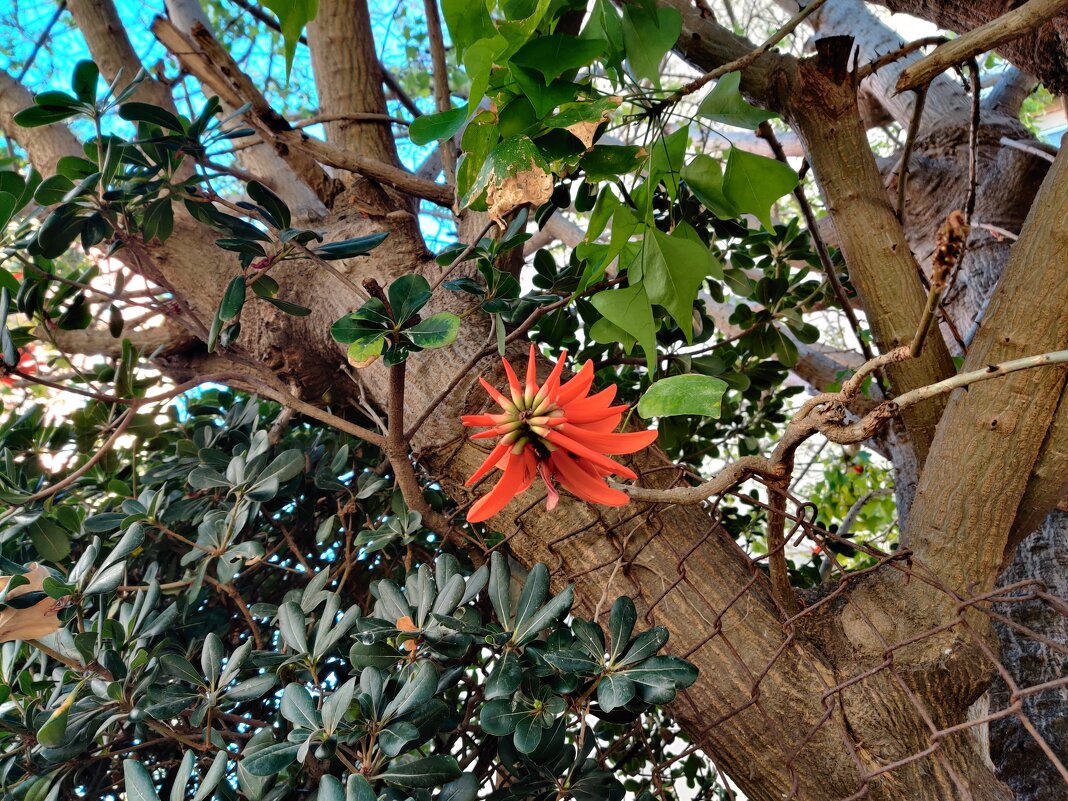 Эритрина пёстрая - Светлана Хращевская Эритрина пёстрая - Светлана Хращевская