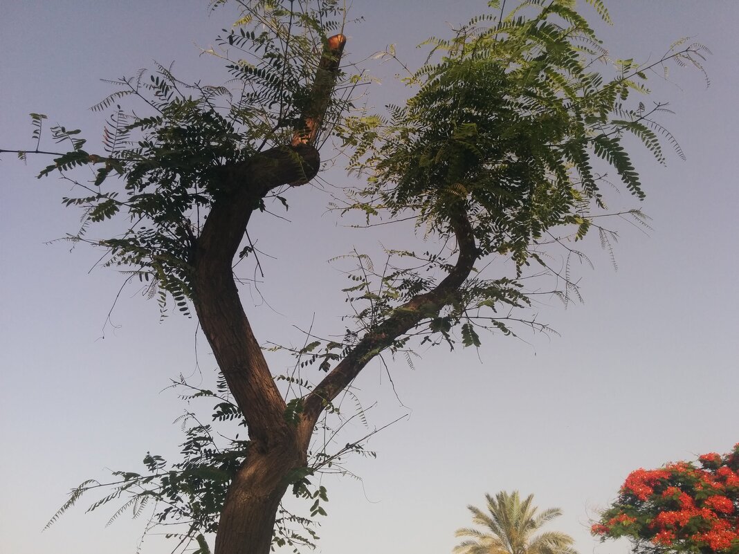 Коряга ожила! - Светлана Хращевская