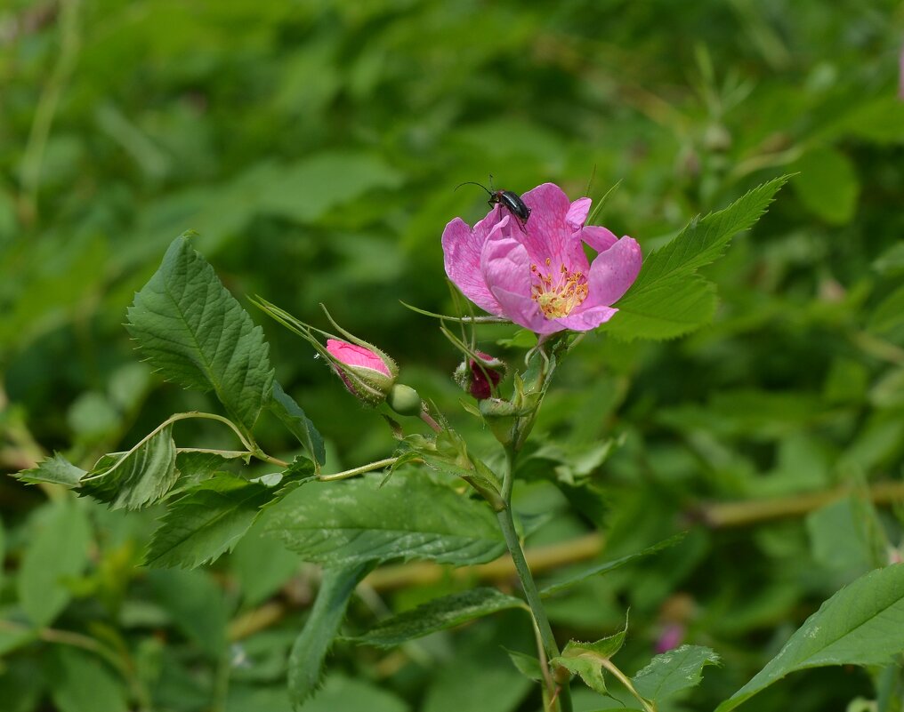 Спасибо этому дому, пойду к другому! - Oleg4618 Шутченко Спасибо этому дому, пойду к другому! - Oleg4618 Шутченко