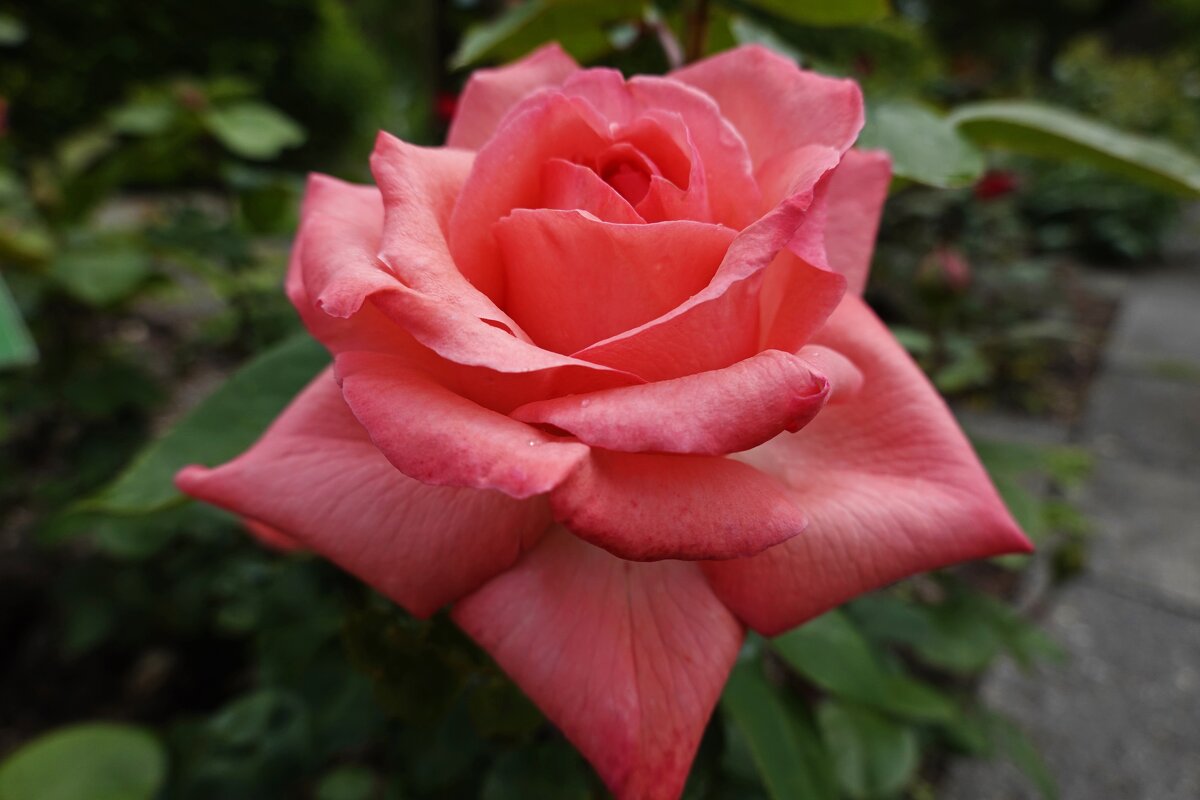 "Почему так сладко пахнут розы, Принося сумятицу в сердца? ..."... - Галина "Почему так сладко пахнут розы, Принося сумятицу в сердца? ..."... - Галина