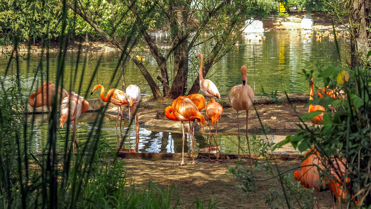 Зоопарк - юрий поляков