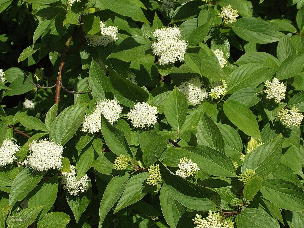 Дёрен - Freddy 97