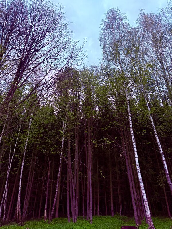 Дремучий лес - Iren Brilliance Дремучий лес - Iren Brilliance