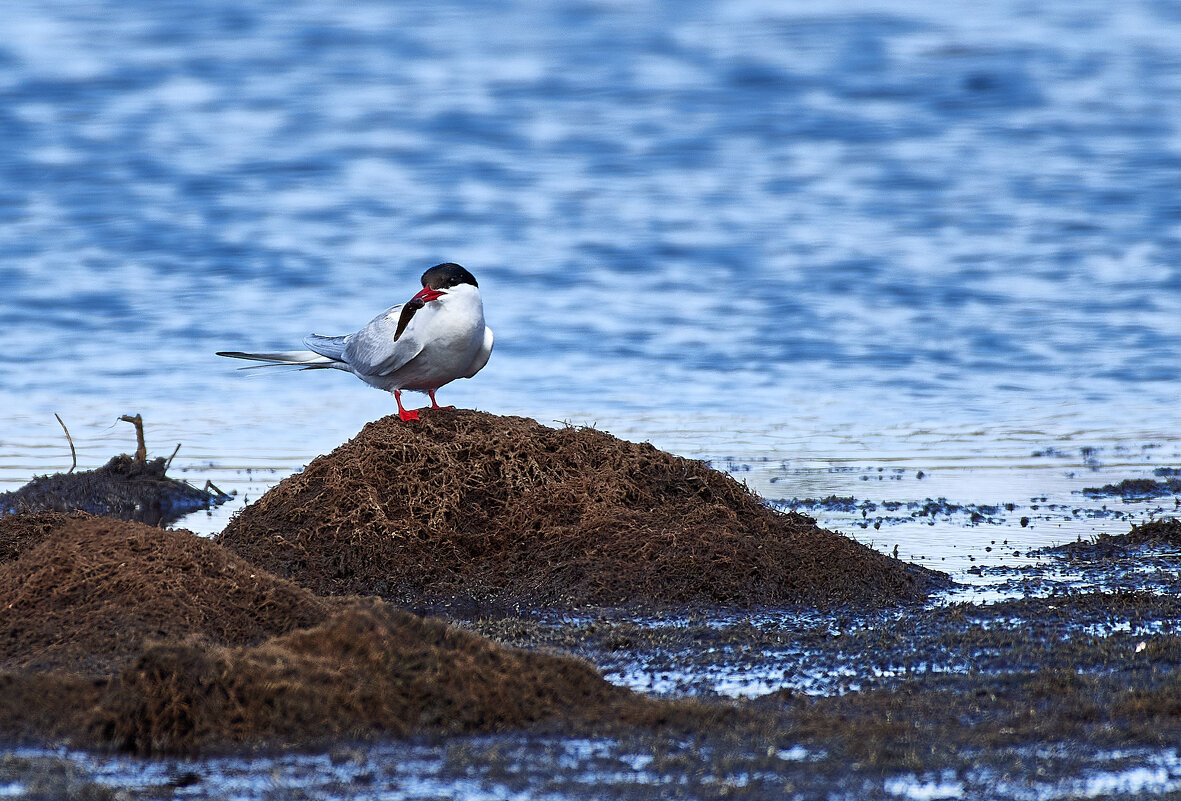 Рыбачка - Игорь Шабалин
