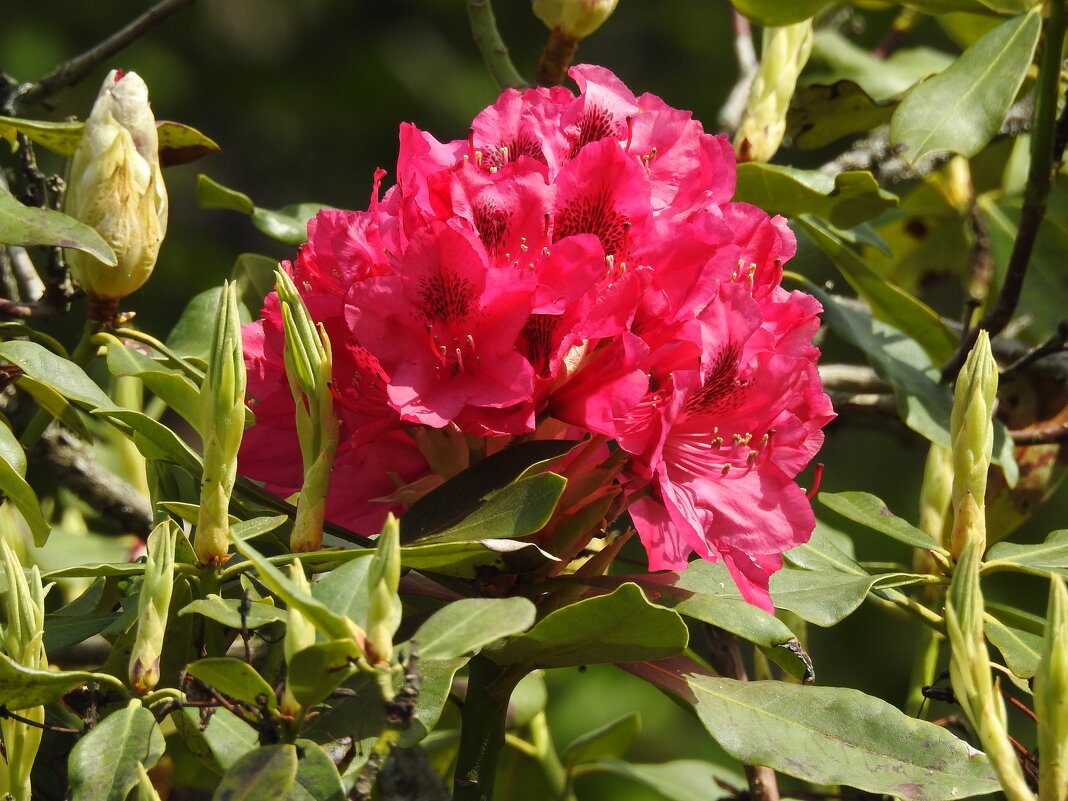 цветы в моём саду - ИННА ПОРОХОВА