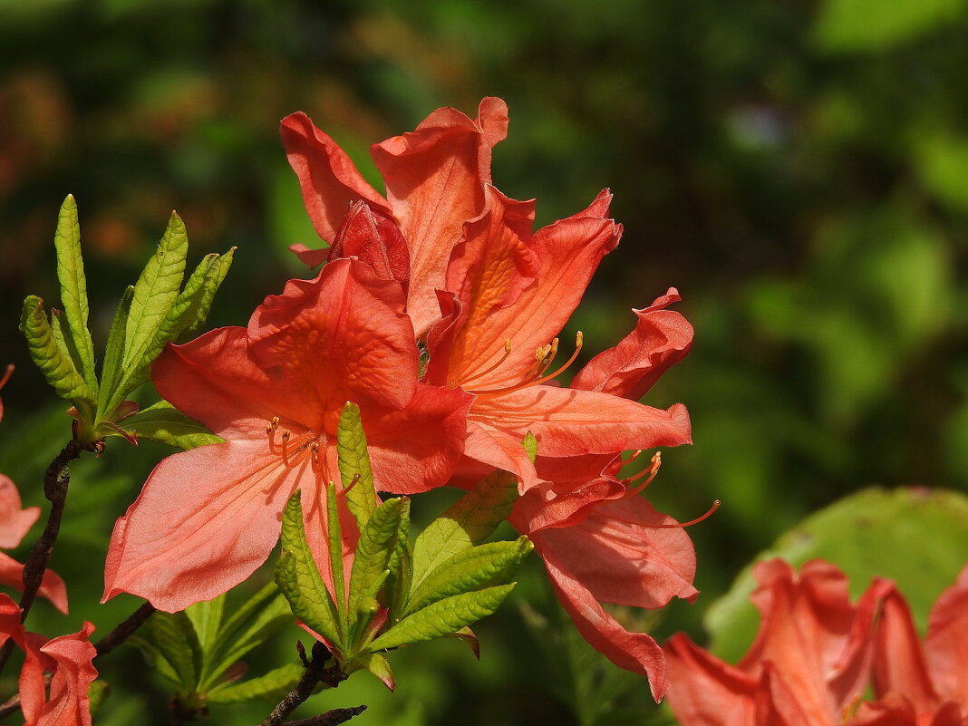 цветы в моём саду - ИННА ПОРОХОВА цветы в моём саду - ИННА ПОРОХОВА