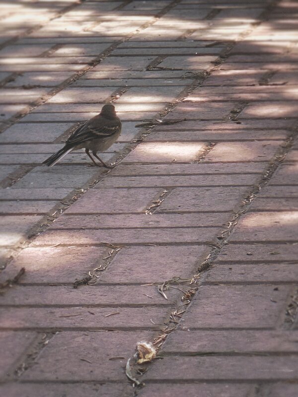 Обида - Евгения Мокшина