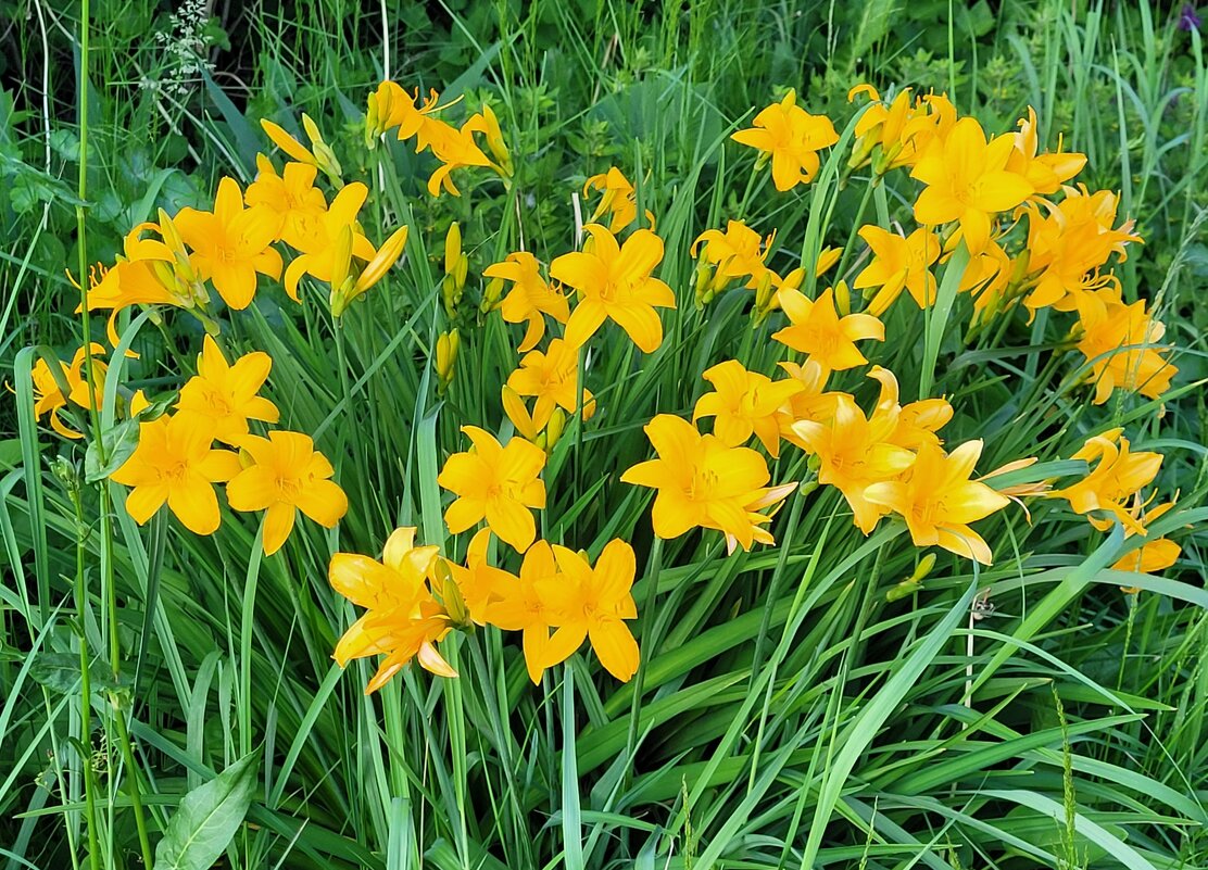 Цветет лилейник - Вера (makivera) Цветет лилейник - Вера (makivera)