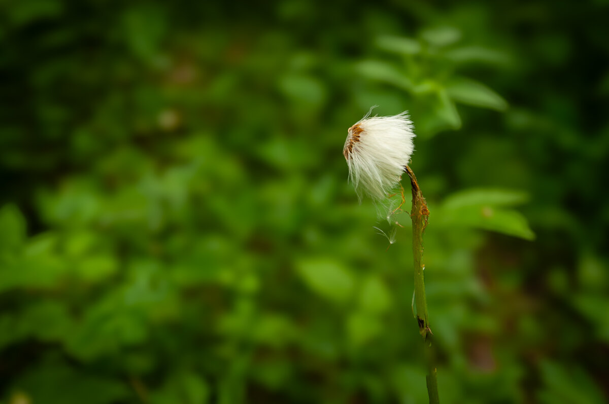 Одуванчик на пенсии - Prinz Eugen 