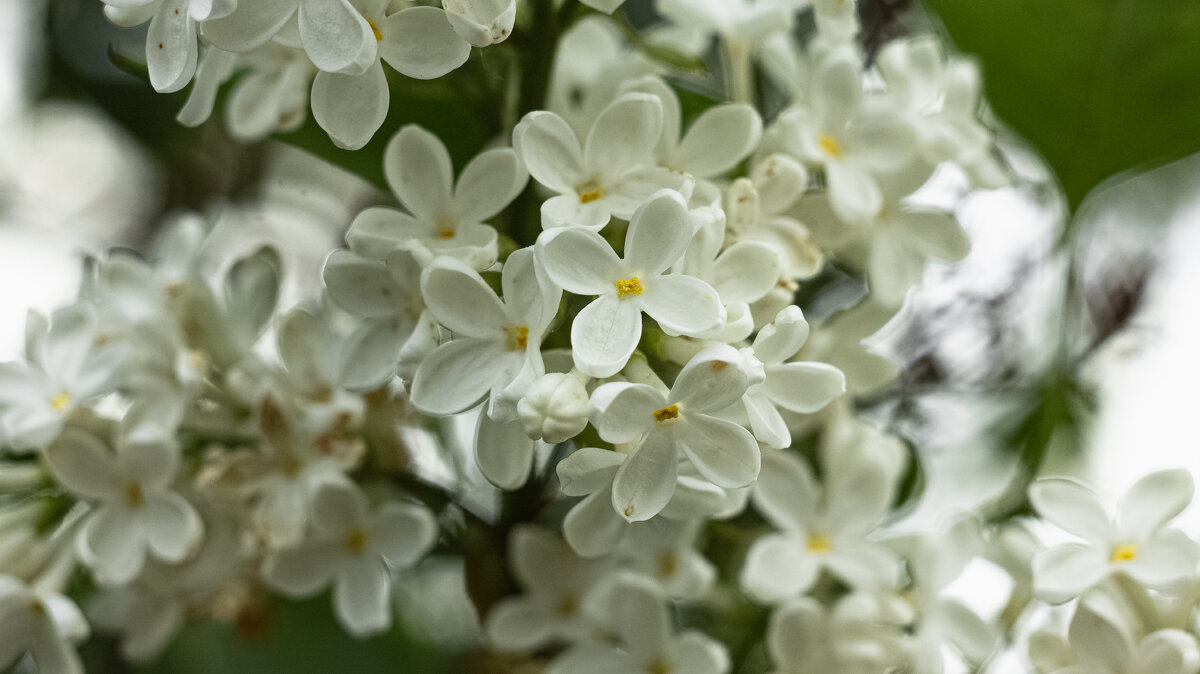 White Lilac | 14 - Sergey Sonvar