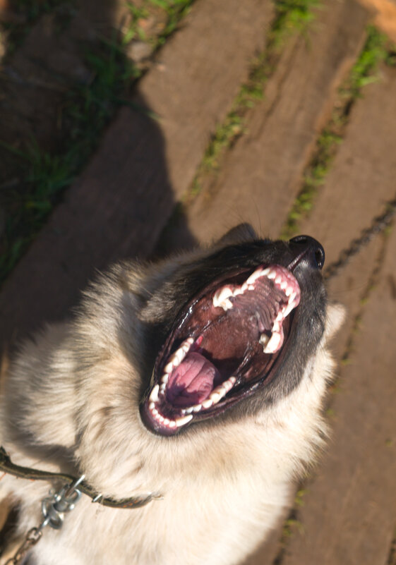 Скучная жизнь цепного пса - Сергей Шаврин