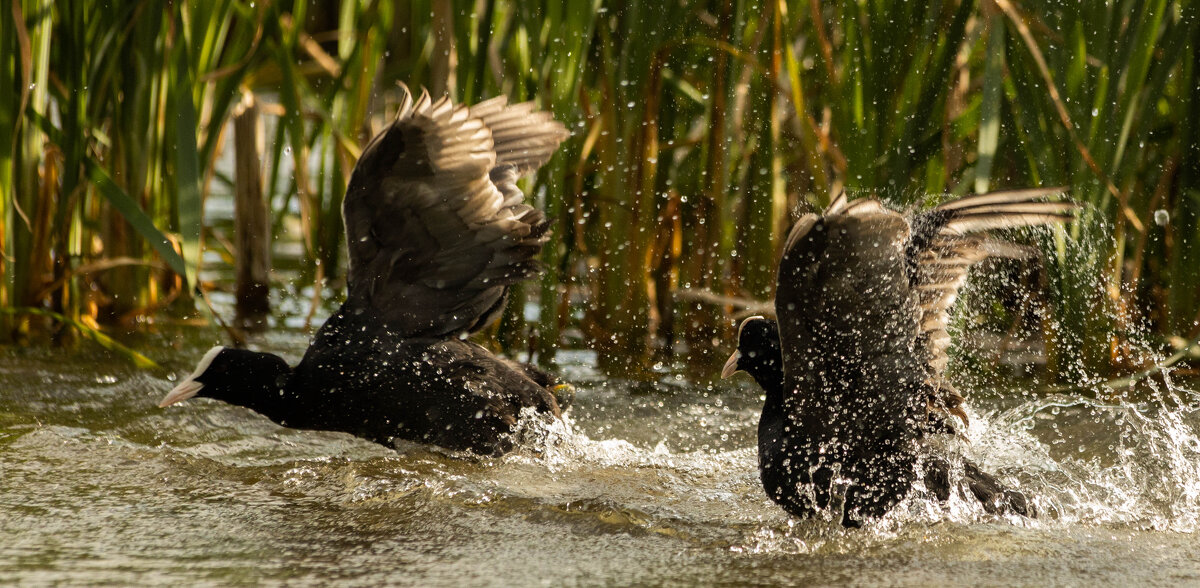 Битва Лысух - Екатерина Счасная