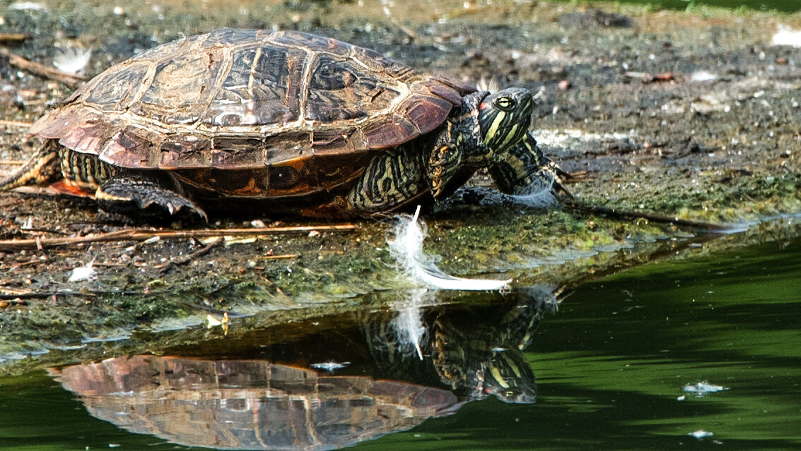 *** - Владимир Безбородов