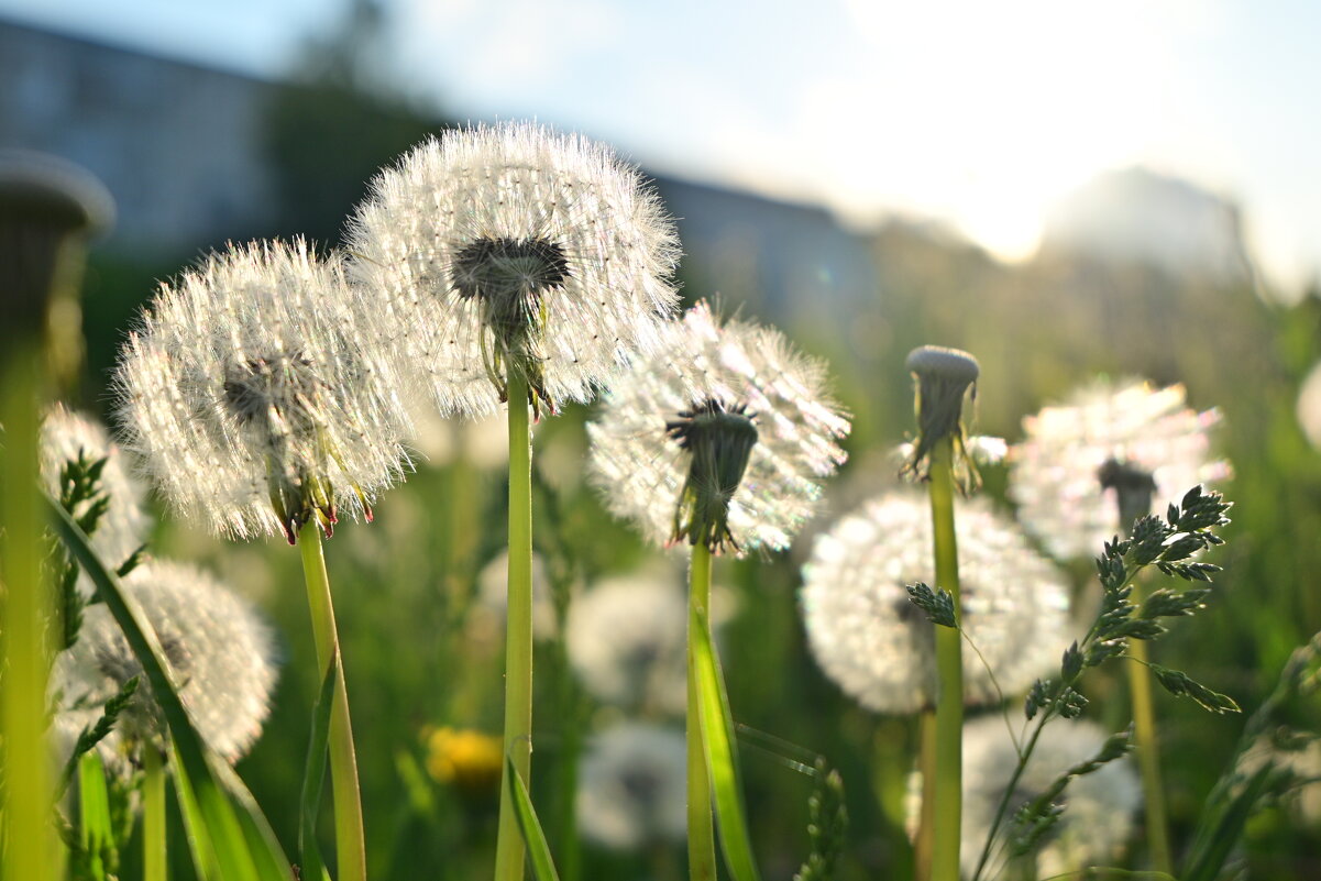 Маленький мир в каждом одуванчике - Владислав Левашов Маленький мир в каждом одуванчике - Владислав Левашов