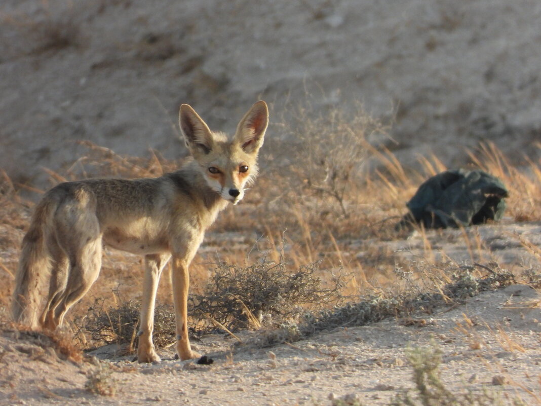 Ф - Конрад Карлович Михельсон Ф - Конрад Карлович Михельсон