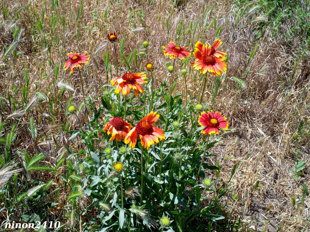 Начало лета... - Нина Бутко Начало лета... - Нина Бутко