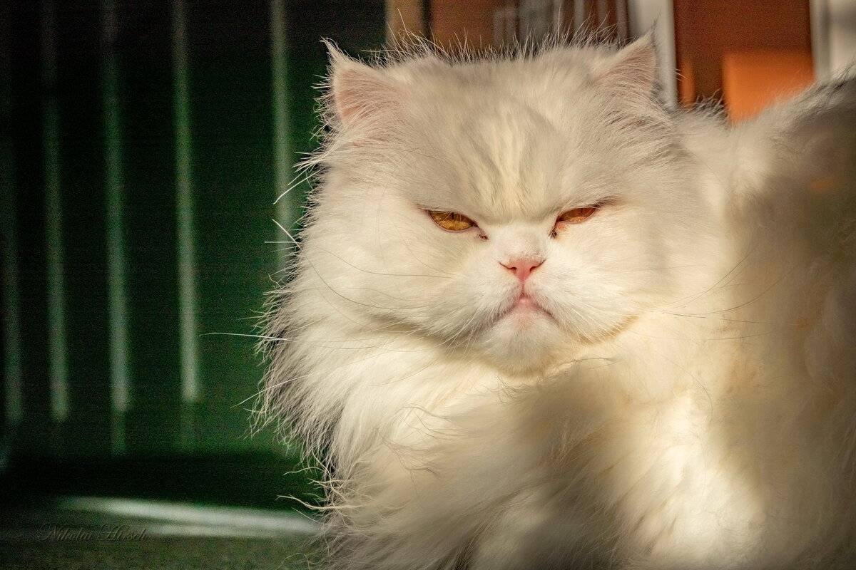 Король... - Николай Гирш Король... - Николай Гирш