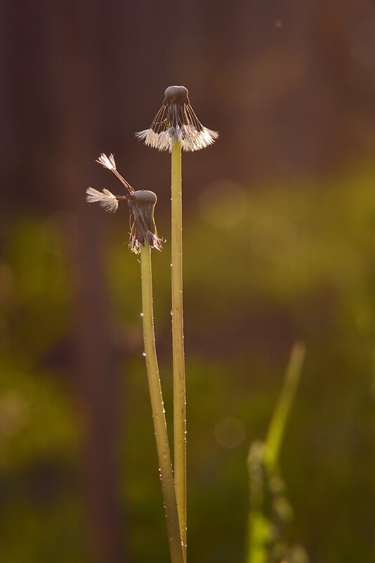 *** - Роман Пацкевич