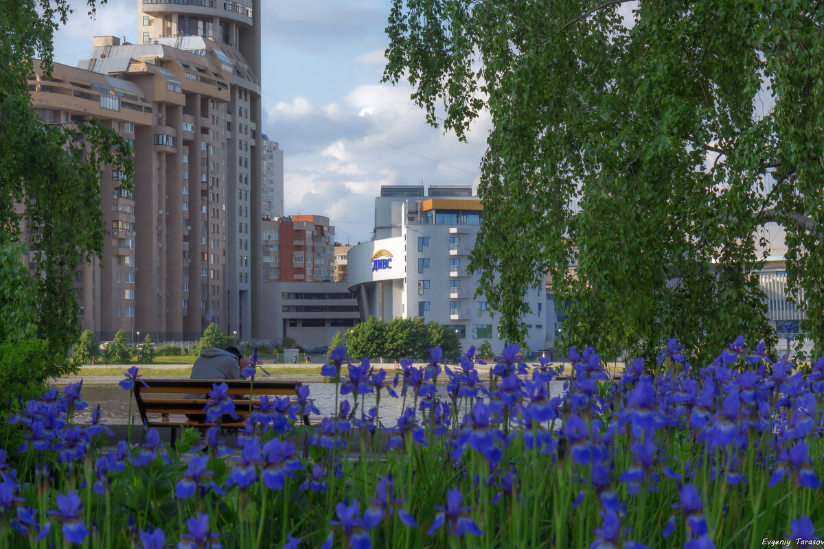 Ирисы - Евгений Тарасов 