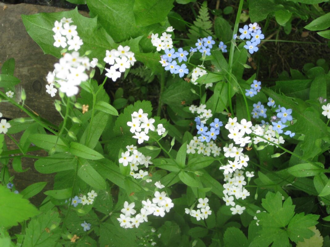 Белые и голубые - Дмитрий Никитин